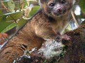 Olinguito Bassaricyon Neblina