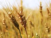 Cocinar gluten