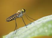 Chrysopilus asiliformis (Preyssler, 1791)