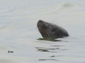 Delicatessen marisma