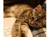 ¿Por gatos amasan?