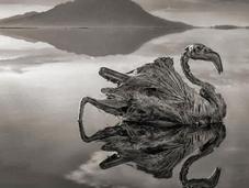 misterios lago natron, animales petrificados