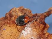 Cryptolaemus montruozieri