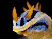 Nudibranquios Anilao, Filipinas