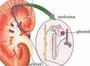 Filtrado glomerular
