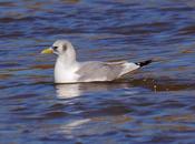 Gaviota tridáctila