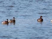 Creciendo entre pájaros pajareros
