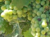 vino salud Uvas curan