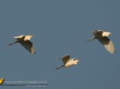 Garcita bueyera (Cattle Egret) Bubulcus ibis