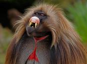 Monos simulan lenguaje humanos