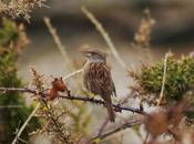 primeros cantos acentor común