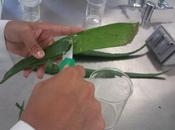 Sábila (Aloe vera)