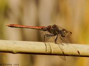 Sympetrum sinaiticum (Dumont, 1977)