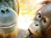 Noticia Increible. Denuncian tráfico orangutanes para prostituidos Asia