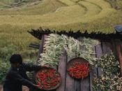 Bután, primer país mundo permitir sólo agricultura ecológica
