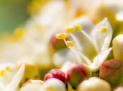 Macro flores
