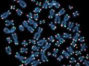 Descubren reloj celular estabilidad cromosomas