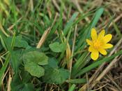 Ranunculus ficaria