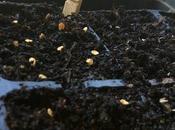 Preparando semillero