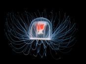 ¿sabías existe medusa inmortal?