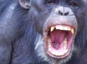 chimpancés imitan bostezos demás, forma empatía flexible