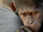 Soñar monos, simios mandriles. buen consejo?