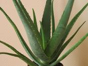 Aloe vera casero