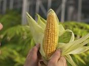 Histórico: Francia prohíbe comercialización cultivo maíz transgénico Monsanto.