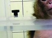 Nueva directiva Unión Europea impide experimentar grandes primates