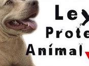 Experimentación animales