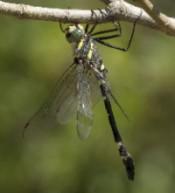 Hallado Cazorla reducto donde sobrevive rara libélula