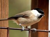 Carbonero palustre-parus palustris-marsh