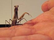 Mantis religiosa cocina