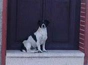 Boby, perrito vive puerta casa" porque dueño quiere-sevilla, urgente