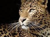 FIEBRE ANIMAL Print Leopardo Zebra