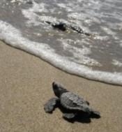 Nacen crías tortuga boba arenales Parque Natural Cabo Gata-Níjar