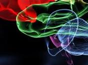cerebro chivato