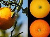 Alimentos mejorados: naranjas saludables para todos…