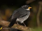 Cerquero collar (Saffron-billed Sparrow) Arremon flavirostris