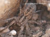 Hogna radiata Latreille, 1817