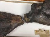 Reunidos fósiles tortuga gigante prehistórica