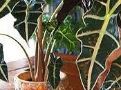 Plantas interior otras: alocasia