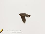 Golondrina rabadilla canela (Cliff Swallow) Petrochelidon pyrrhonota