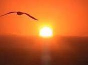 Gaviota herida