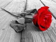 ¿Sueñan enamorados rosas rojas?