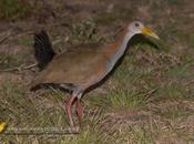 Ipacaá (Giant wood-Rail) Aramides ypecaha