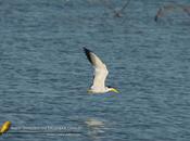 (Large-billed Tern) Phaetusa simplex