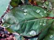 gota rocio