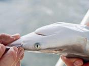 Súper Sentidos: Como cazan tiburones presas