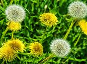 beneficios diente león